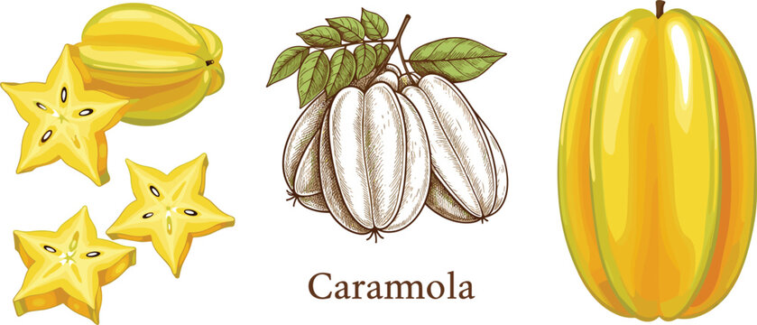 Carambola star fruit vector illustration set with whole fruit slices and vintage botanical sketch, tropical exotic food isolated on white background