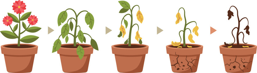 Plant life cycle stages vector illustration, healthy flowering plant to withering and dead stages in pots, growth and decay sequence isolated on white