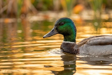 Obraz premium Colorful male mallard duck with a bright green head swimming in water