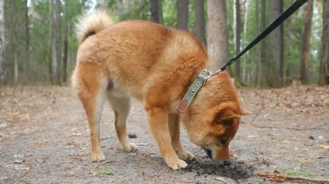 Playful shiba inu dog on leash energetically digging hole in dirt with paws, walking on path in beautiful pine forest, showing its natural hunting instincts. Curious dog digging hole in forest ground