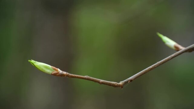 Fresh green tree bud on a thin branch gently swaying in the breeze during springtime, with a softly blurred forest background, symbolizing new beginnings, growth, and the awakening of nature