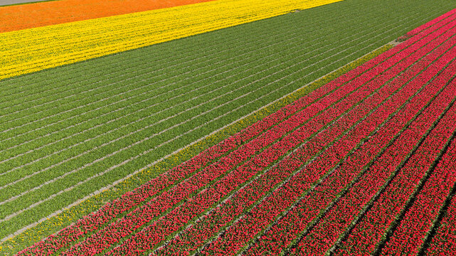 Aerial view of vibrant rows of red, yellow, and orange tulip fields stretching across the landscape under bright daylight Heiloo, North Holland, Netherlands.