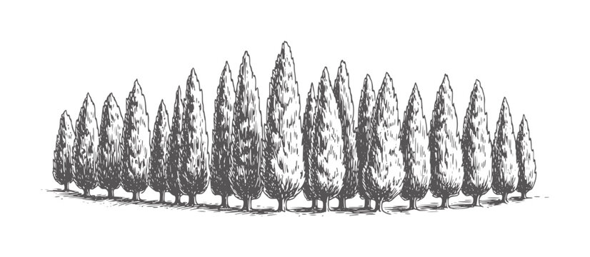 Monochrome of tall slender cypress trees in a dense row black