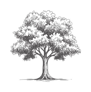 Of a deciduous tree with a thick trunk and dense foliage branches nature
