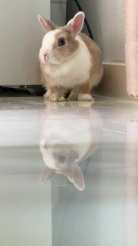 4K vertical shot of two rabbits on a marble floor until the white-black one hops away, leaving the brown-white rabbit alone in the frame.
