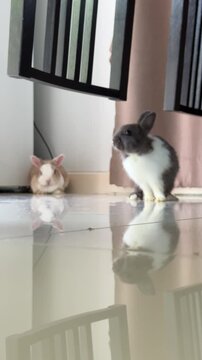 4K vertical shot of a black and white rabbit hopping away from its companion to explore around wooden furniture before exiting the frame.