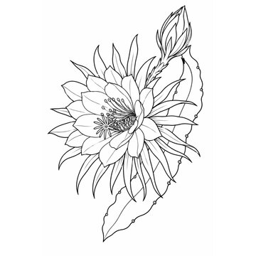 Detailed line art illustration of a blooming night-blooming cereus flower with a bud