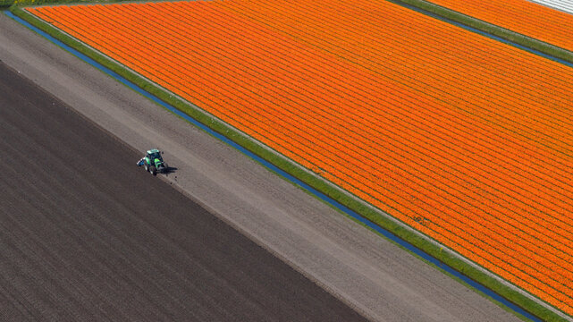 Aerial view of a green tractor working on a dark soil field next to vibrant orange tulip rows and narrow irrigation canals in Heiloo, North Holland, Netherlands.