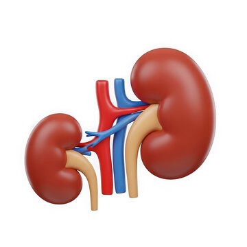 A pair of human kidneys with blood vessels and ureters