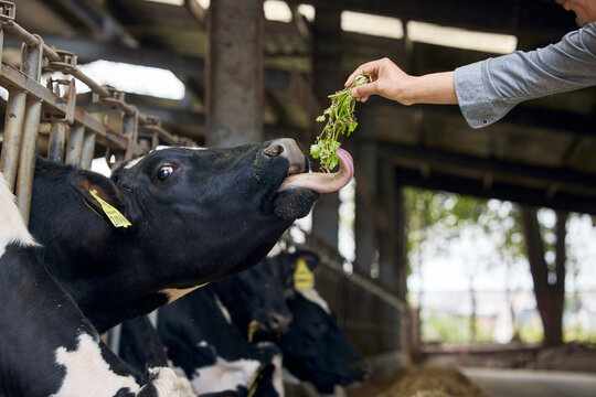 Farmer Feeding Dairy Cow Fresh Greens in Barn Close Up