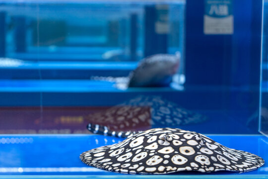 Black and White Ornamental Stingray in Blue Aquarium Tank