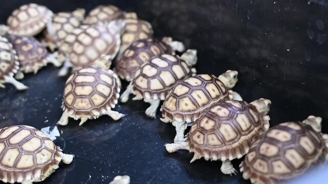 Baby turtles pets new generation hatchlings lined in tray with patterned shell texture and tiny legs as reptile siblings explore terrarium enclosure together like baby reptile pets