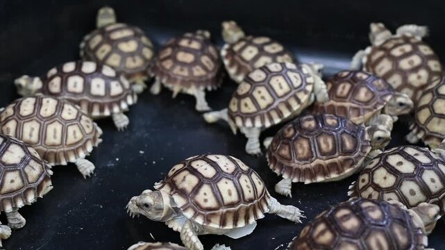 Turtles pets new generation baby tortoise hatchling group crawling dark surface playful scene with warm lighting and detailed shell pattern tortoise group dark background showing patterned shell