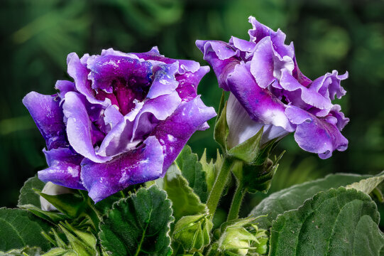Close up of purple velvet Gloxinia flowers with green leaves