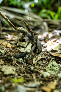 Coconut Crab Uga Walking in Tropical Forest in Niue