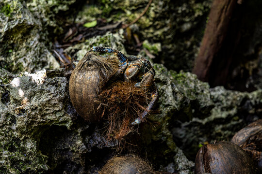Coconut Crab Uga Eating Coconut in Tropical Forest Niue