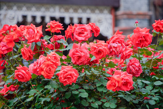 Blooming Red Roses in Garden