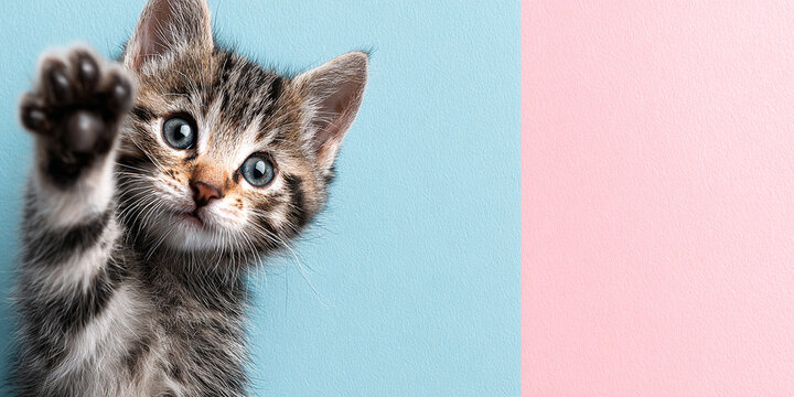 Playful kitten reaching out with paw against bright pastel background, evoking joy and curiosity