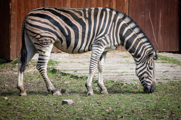 Obraz premium Zebra eats grass in outdoor setting