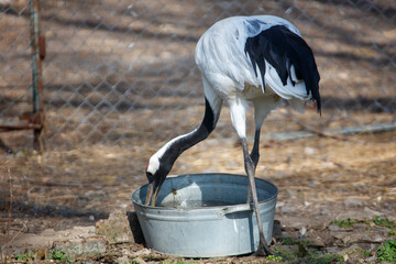 Fototapeta premium White-naped crane drinking water from metal basin in dry field