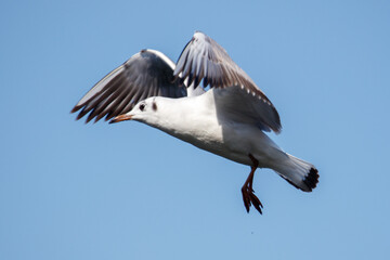 Obraz premium Seagull in flight against a clear blue sky