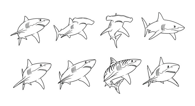 A collection of diverse shark illustrations in a simple line art style
