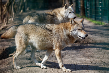 Fototapeta premium Two gray wolves move together in natural enclosure