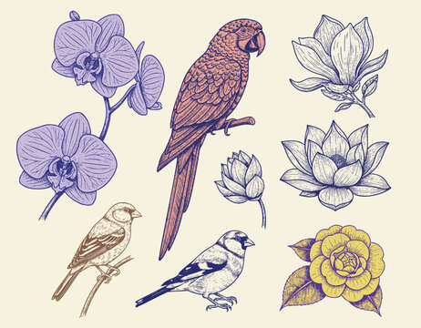 Parrots, sparrows and flowers illustration with botanicals and succulents