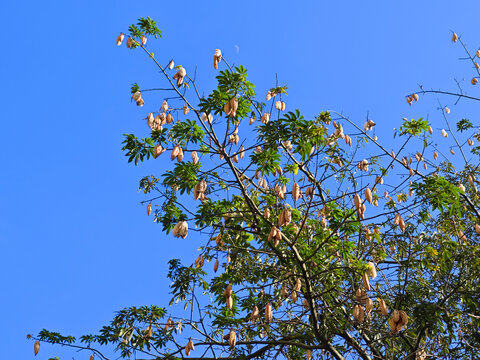 Ceiba pentandra, known as kapok tree, silk cotton, or randu, close-up shows cracked brown pod revealing white kapok fibers among green foliage against clear blue sky