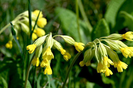 In spring, primrose (Primula veris) blooms in nature