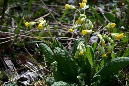 In spring, primrose (Primula veris) blooms in nature