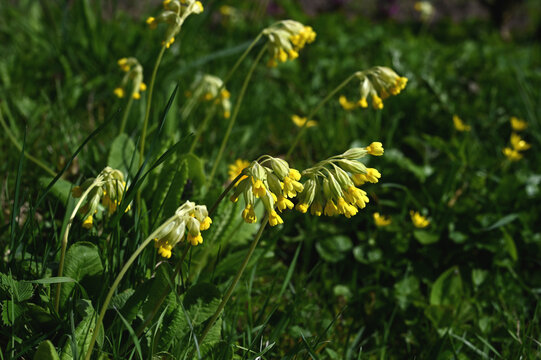 In spring, primrose (Primula veris) blooms in nature