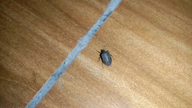 The rice javelin or ground bedbug (Scotinophara coarctata) is the main pest of rice plants which sucks stem fluid, causing stunted plants.