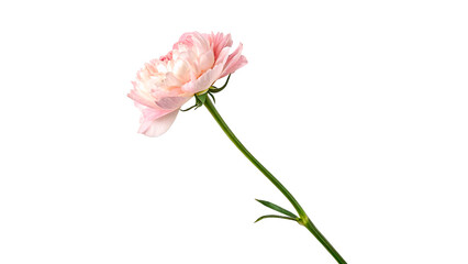 Close view of a pink flower with petals and green stem against a white background showing natural beauty of the plant © PNG_MEGAStock