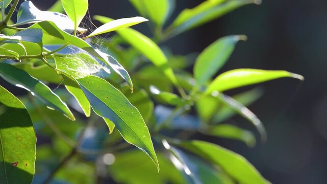 Close up of green leaves with cobwebs swaying in gentle breeze, natural light creates bokeh in background, static shot.