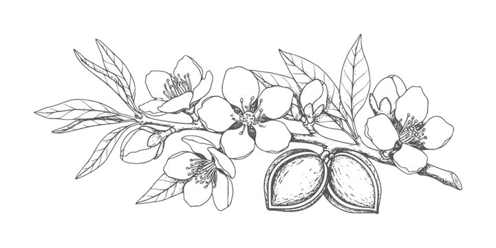 Almond branch with flowers and fruits leaf