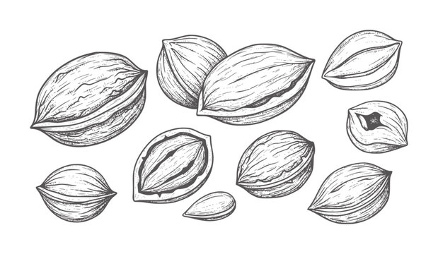 Hand drawn of various nuts and seeds white almond hazelnut pecan
