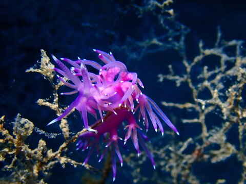 Purple nudibranch (Flabellina affinis) on hydroid, Mediterranean Sea macro