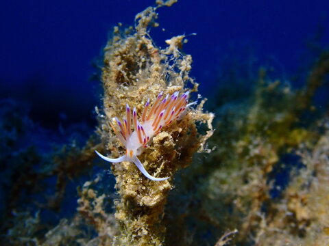 white Flabellina nudibranch on hydroid, underwater macro photography