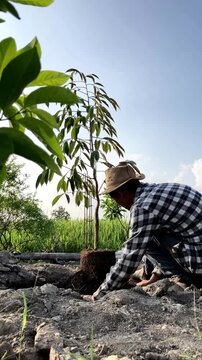 Step-by-Step Planting: Modern Farmer Transplanting Durian Bawor Tree in the Field