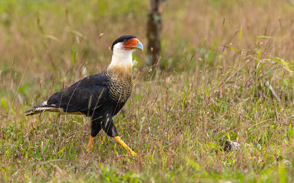 adulter Schopfkarakara (Caracara plancus)