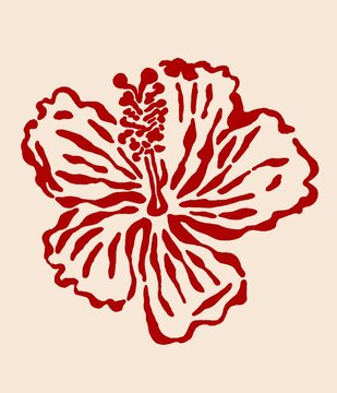sketch of hibiscus blooming at mother's house