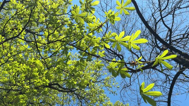 Green foliage of horse chestnut tree.