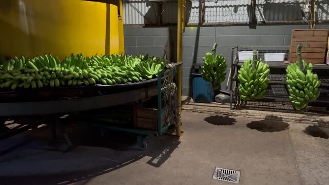 Inside a Banana Packaging Plant with Fresh Produce on Conveyor Belts and Workers Sorting Tropical Fruit. Bananas are one of the most traded fruits in the world, making them a cornerstone of global agr