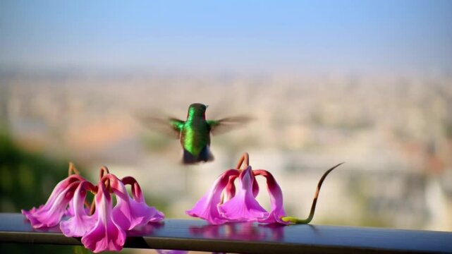 Hummingbird hovering near a flower on a balcony, dynamic and vibrant energy for travel and energy drink concepts