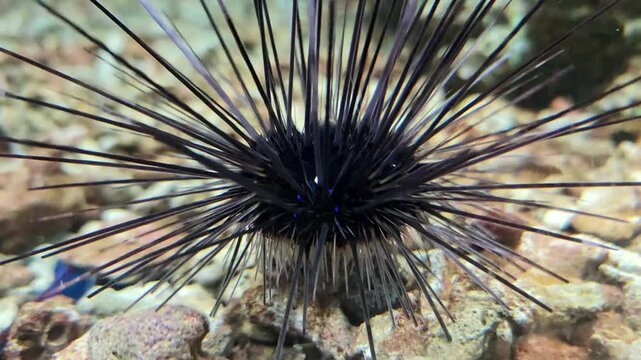 Dive into vibrant world of sea urchins in their coral reef habitat showcasing ocean life.