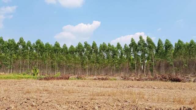 This image captures a vibrant rural setting showcasing efforts in forest conservation under a clear sky.