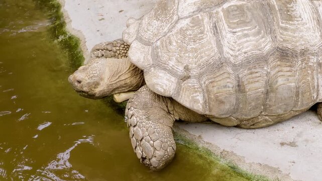 A tortoise enjoys a moment by water in a zoo setting showcasing its natural behavior and environment.