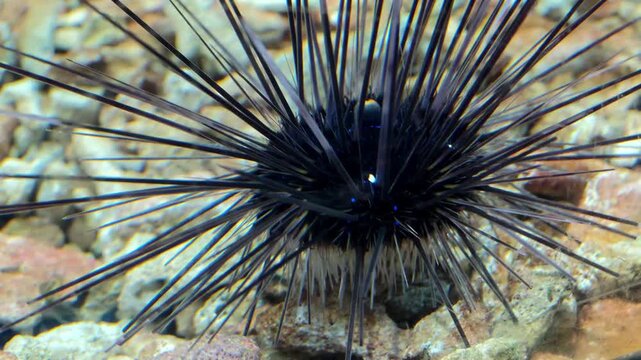 Discover fascinating world of black sea urchins in their vibrant underwater habitat.