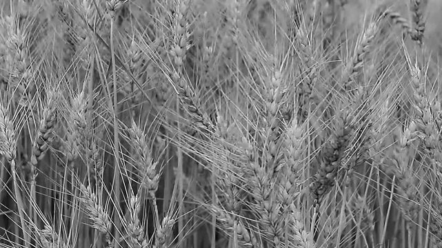 Golden wheat field stretching under open sky, capturing abundance, rural landscape, and agricultural harvest in warm natural light with no people stock footage stock vi